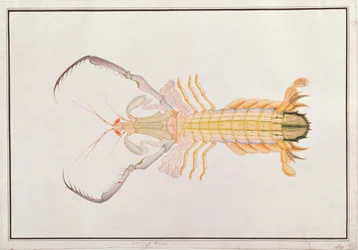 Mantis Shrimp, from Drawings of Animals, Insects and Reptiles from Malacca